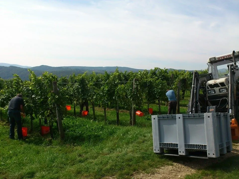 Handlese mit Traktor und Großkiste im Weingarten