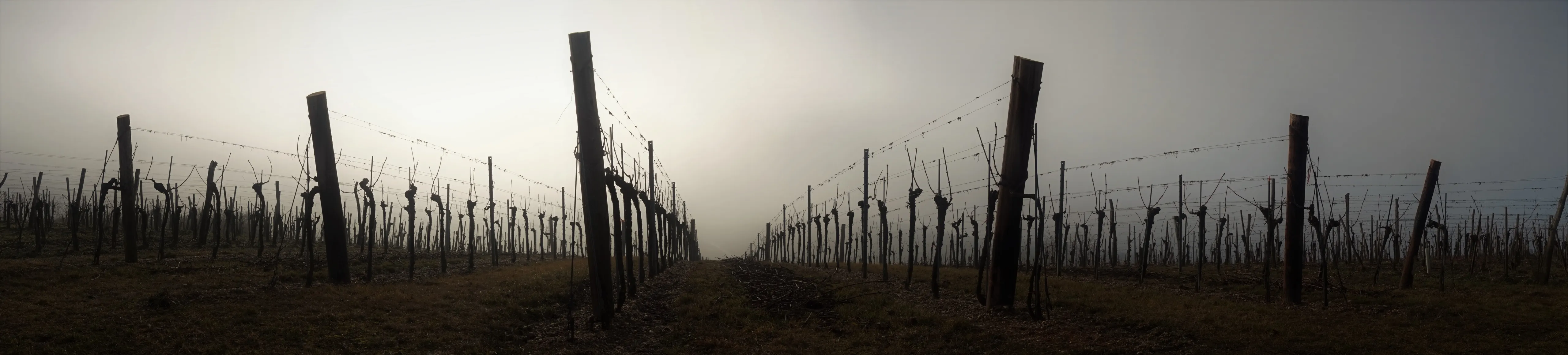Weingarten im Winternebel bei Droß